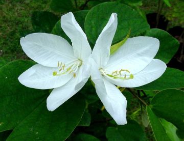 ดอกกาหลง